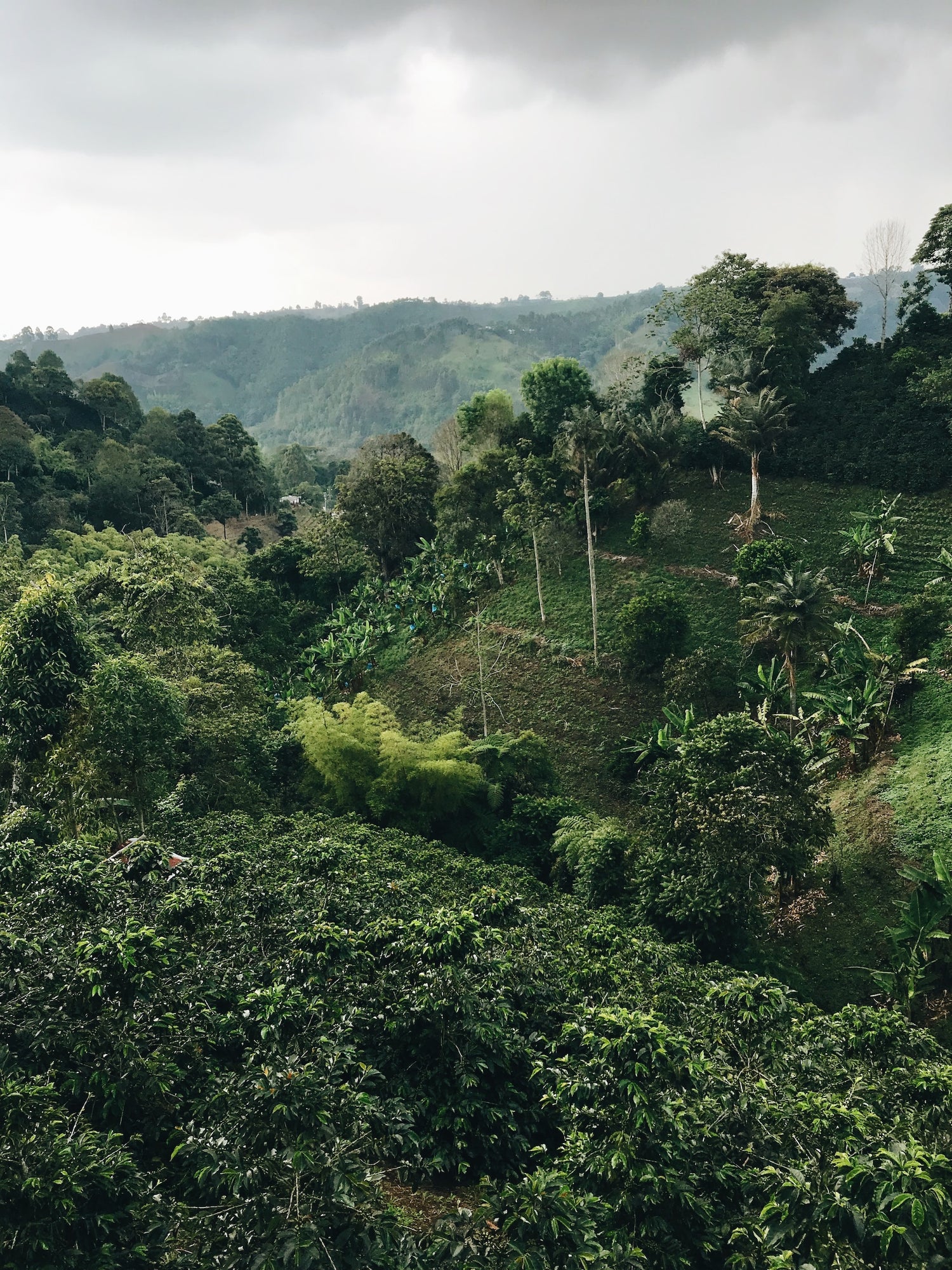 Kaffeelandschaft Kolumbien