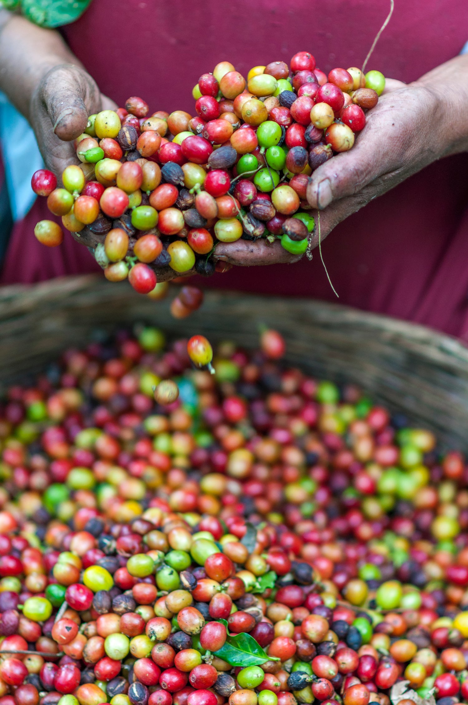 Die Variation des Kaffeegeschmacks je nach Anbaugebiet in Kolumbien