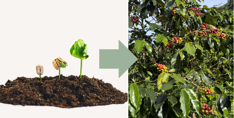Lebenszyklus und Pflege der Kaffeepflanze: Vom Samen bis zum Strauch voller Kaffeekirschen
